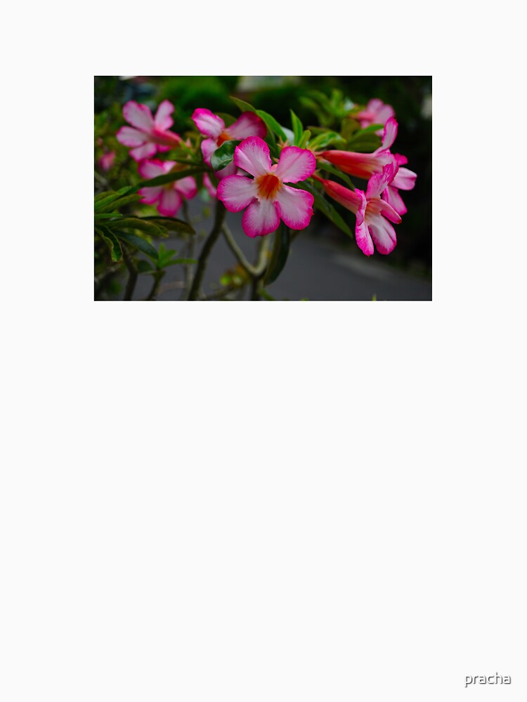 Pink Flowers by pracha