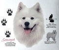 Samoyed Dog Breed Graphic T-Shirts New History of Samoyed Shirts Free Shipping